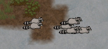 アライグマ軍団