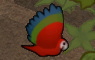 コンゴウインコ