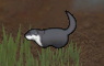 カワウソ