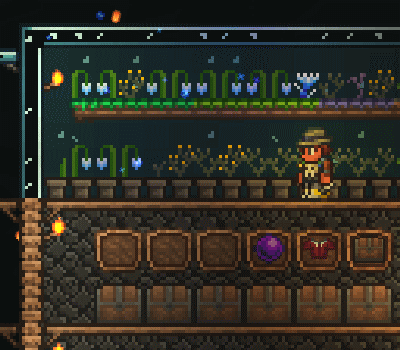 植木鉢での栽培